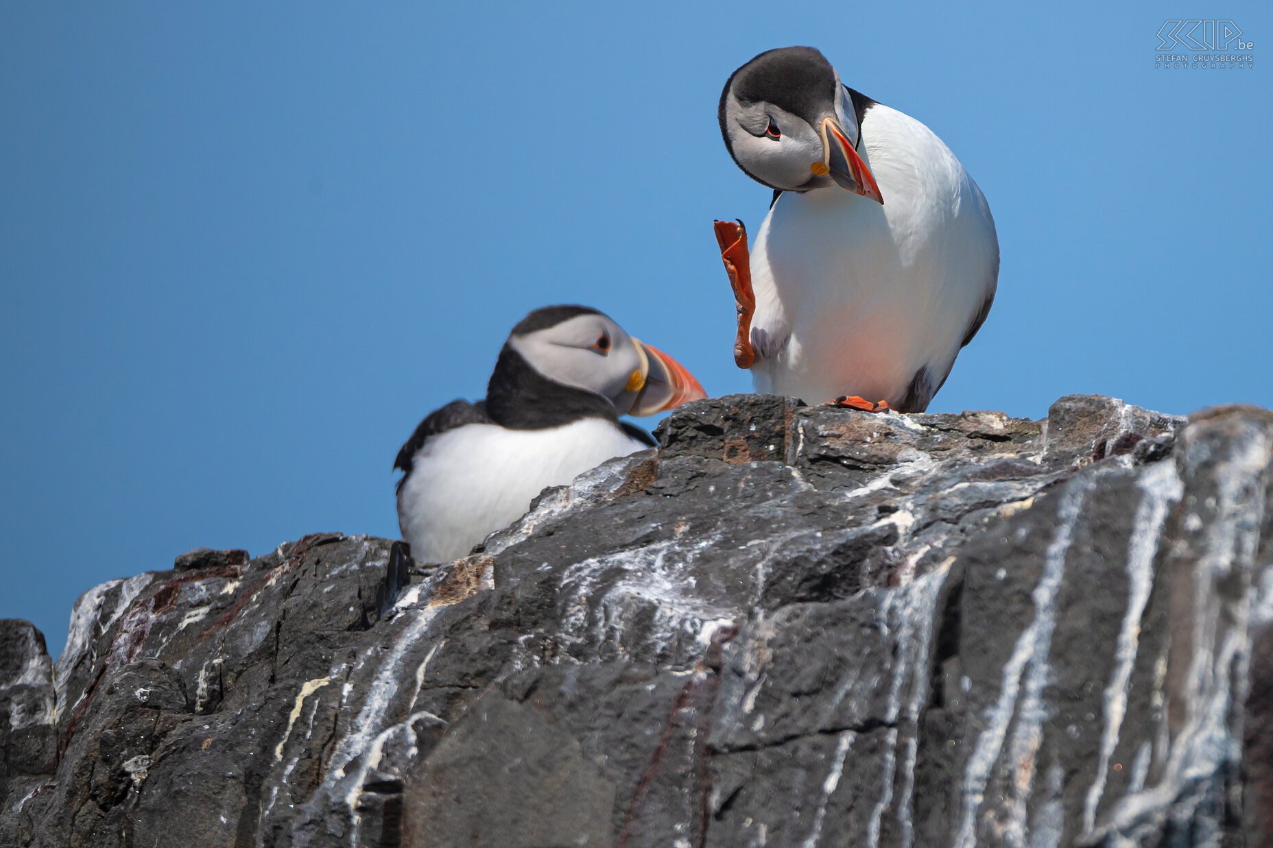 Farne Islands - Puffins The most beautiful and cutest bird that breeds on Farne Island is undoubtedly the puffin. It is estimated that more than 35,000 pairs of puffins bread on these islands each year. Stefan Cruysberghs